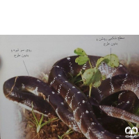 گونه مار کرایت سندی Bungarus sindanus